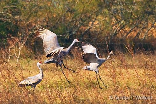 Sandhill Cranes Landing_35609.jpg - Sandhill Cranes (Grus canadensis)Photographed along the Gulf coast near Port Lavaca, Texas, USA. 